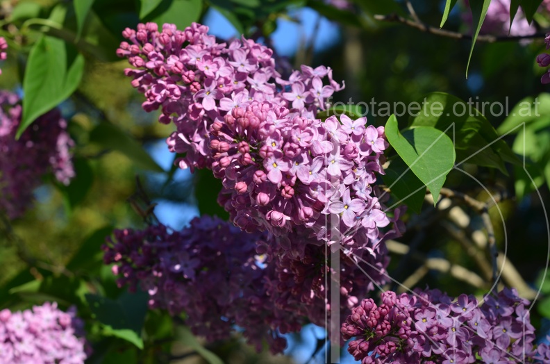 Fliederblüte.JPG